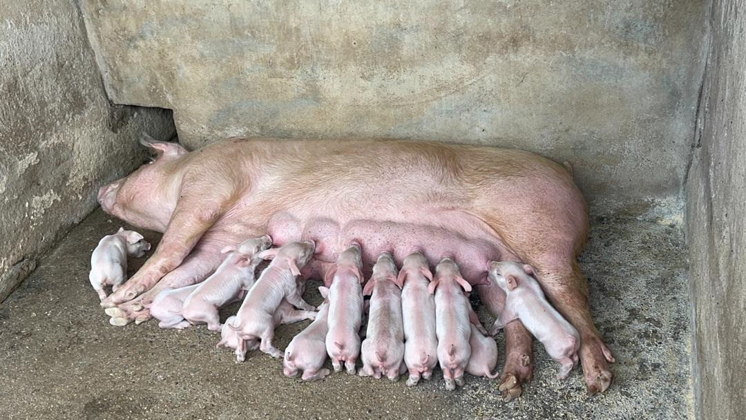 The gilts from Mpisi proved to be more productive and efficient because on average, they give the Nxumalo family about 15 piglets. 